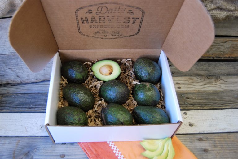 avocado gift box